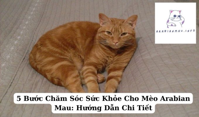 5 Bước Chăm Sóc Sức Khỏe Cho Mèo Arabian Mau Hướng Dẫn Chi Tiết