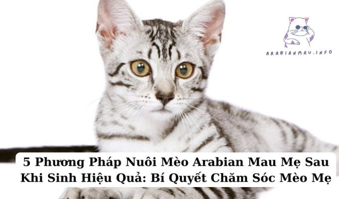 5 Phương Pháp Nuôi Mèo Arabian Mau Mẹ Sau Khi Sinh Hiệu Quả Bí Quyết Chăm Sóc Mèo Mẹ