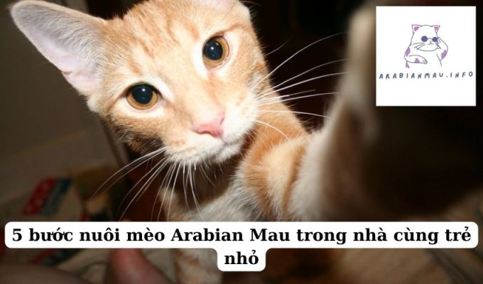 5 bước nuôi mèo Arabian Mau trong nhà cùng trẻ nhỏ