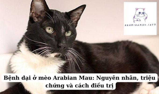 Bệnh dại ở mèo Arabian Mau Nguyên nhân, triệu chứng và cách điều trị