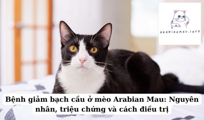 Bệnh giảm bạch cầu ở mèo Arabian Mau Nguyên nhân, triệu chứng và cách điều trị