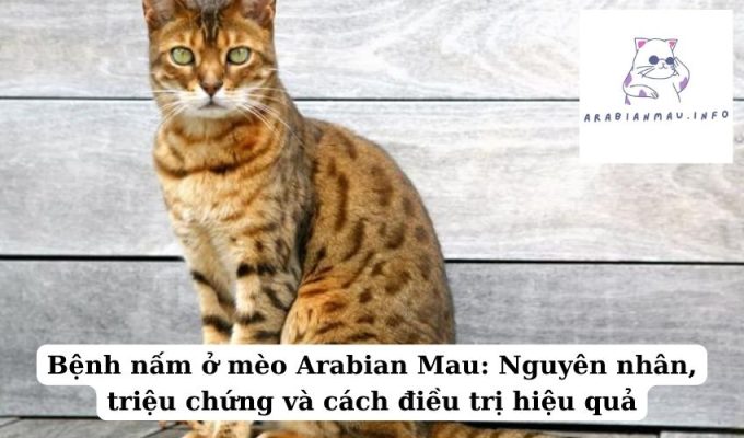 Bệnh nấm ở mèo Arabian Mau Nguyên nhân, triệu chứng và cách điều trị hiệu quả