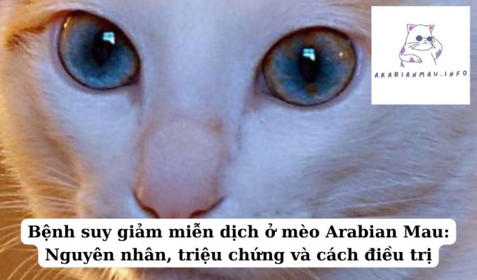 Bệnh suy giảm miễn dịch ở mèo Arabian Mau Nguyên nhân, triệu chứng và cách điều trị