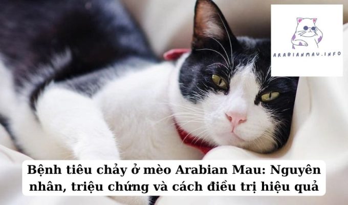 Bệnh tiêu chảy ở mèo Arabian Mau Nguyên nhân, triệu chứng và cách điều trị hiệu quả