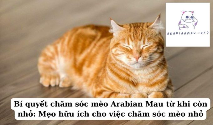 Bí quyết chăm sóc mèo Arabian Mau từ khi còn nhỏ Mẹo hữu ích cho việc chăm sóc mèo nhỏ