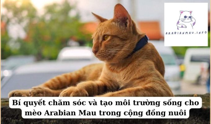 Bí quyết chăm sóc và tạo môi trường sống cho mèo Arabian Mau trong cộng đồng nuôi