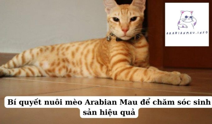 Bí quyết nuôi mèo Arabian Mau để chăm sóc sinh sản hiệu quả