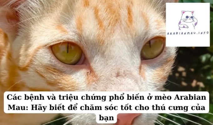 Các bệnh và triệu chứng phổ biến ở mèo Arabian Mau Hãy biết để chăm sóc tốt cho thú cưng của bạn