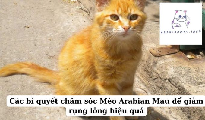 Các bí quyết chăm sóc Mèo Arabian Mau để giảm rụng lông hiệu quả