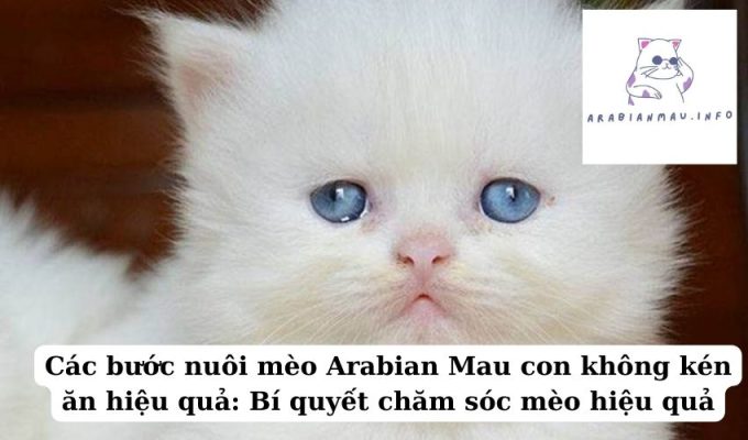 Các bước nuôi mèo Arabian Mau con không kén ăn hiệu quả Bí quyết chăm sóc mèo hiệu quả