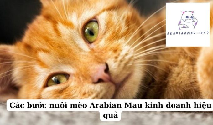 Các bước nuôi mèo Arabian Mau kinh doanh hiệu quả