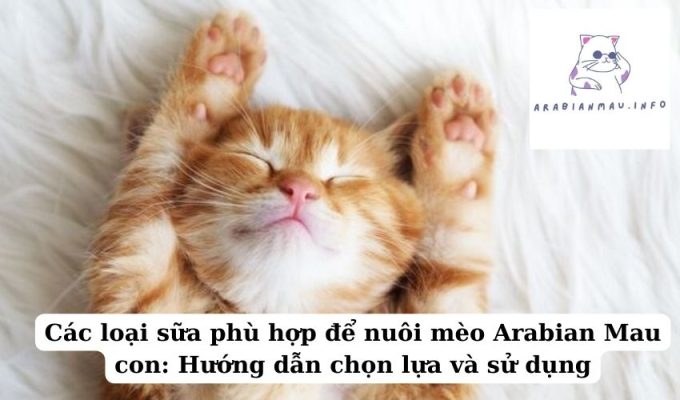 Các loại sữa phù hợp để nuôi mèo Arabian Mau con Hướng dẫn chọn lựa và sử dụng