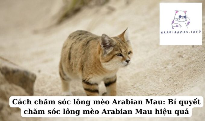 Cách chăm sóc lông mèo Arabian Mau Bí quyết chăm sóc lông mèo Arabian Mau hiệu quả