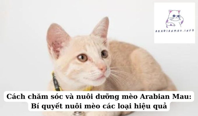 Cách chăm sóc và nuôi dưỡng mèo Arabian Mau Bí quyết nuôi mèo các loại hiệu quả