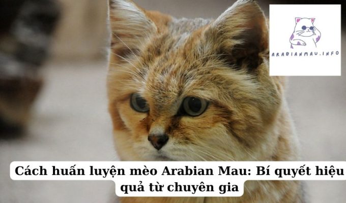 Cách huấn luyện mèo Arabian Mau Bí quyết hiệu quả từ chuyên gia