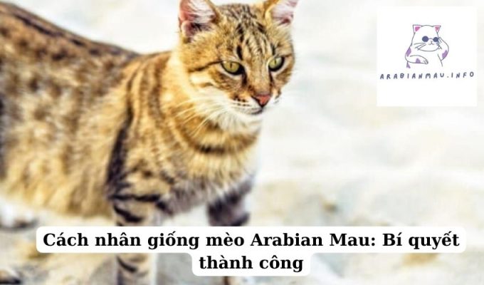 Cách nhân giống mèo Arabian Mau Bí quyết thành công