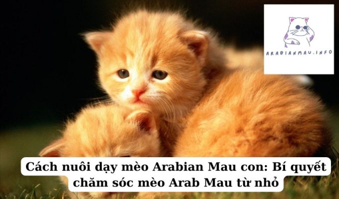 Cách nuôi dạy mèo Arabian Mau con Bí quyết chăm sóc mèo Arab Mau từ nhỏ