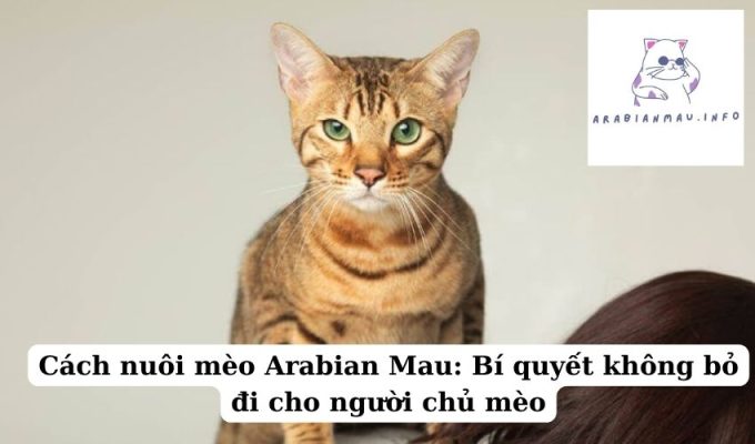 Cách nuôi mèo Arabian Mau Bí quyết không bỏ đi cho người chủ mèo