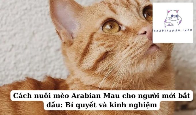 Cách nuôi mèo Arabian Mau cho người mới bắt đầu Bí quyết và kinh nghiệm