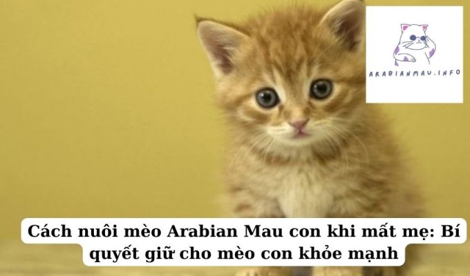 Cách nuôi mèo Arabian Mau con khi mất mẹ Bí quyết giữ cho mèo con khỏe mạnh