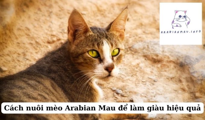 Cách nuôi mèo Arabian Mau để làm giàu hiệu quả