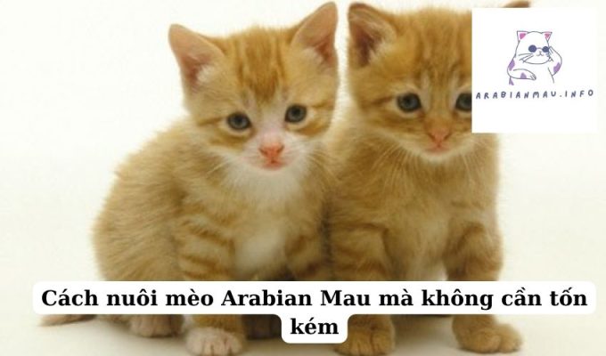 Cách nuôi mèo Arabian Mau mà không cần tốn kém