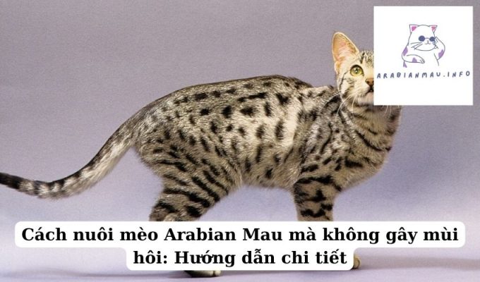 Cách nuôi mèo Arabian Mau mà không gây mùi hôi Hướng dẫn chi tiết