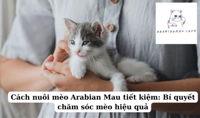 Cách nuôi mèo Arabian Mau tiết kiệm Bí quyết chăm sóc mèo hiệu quả