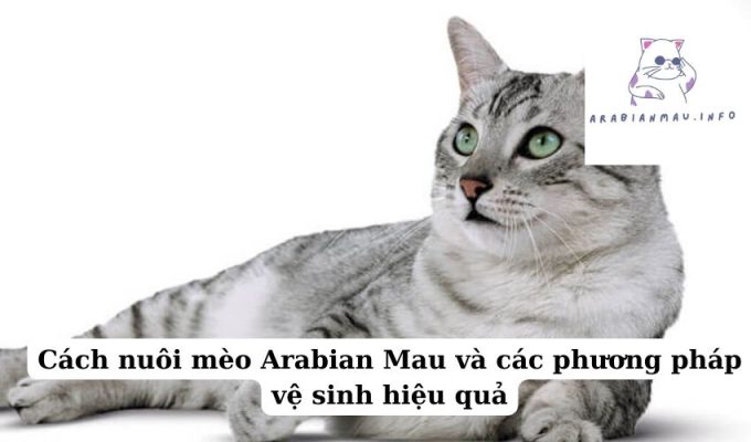 Cách nuôi mèo Arabian Mau và các phương pháp vệ sinh hiệu quả