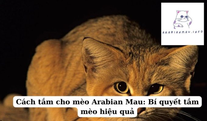 Cách tắm cho mèo Arabian Mau Bí quyết tắm mèo hiệu quả