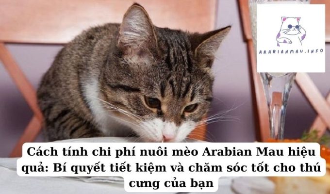 Cách tính chi phí nuôi mèo Arabian Mau hiệu quả Bí quyết tiết kiệm và chăm sóc tốt cho thú cưng của bạn