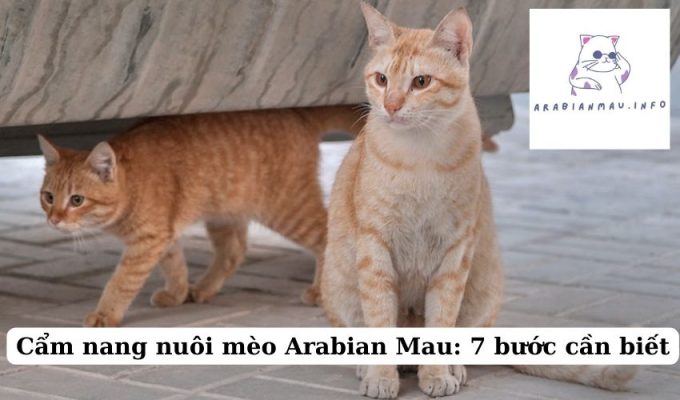 Cẩm nang nuôi mèo Arabian Mau 7 bước cần biết