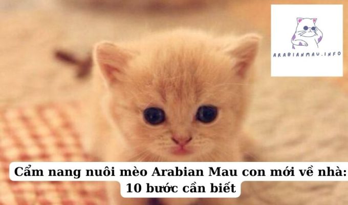 Cẩm nang nuôi mèo Arabian Mau con mới về nhà 10 bước cần biết