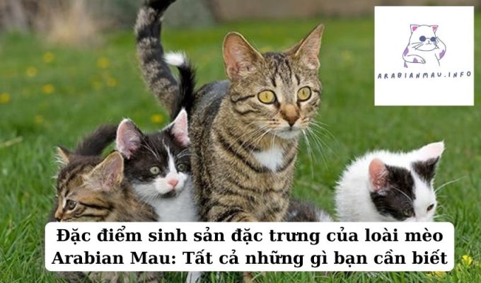 Đặc điểm sinh sản đặc trưng của loài mèo Arabian Mau Tất cả những gì bạn cần biết