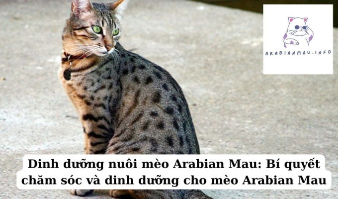 Dinh dưỡng nuôi mèo Arabian Mau Bí quyết chăm sóc và dinh dưỡng cho mèo Arabian Mau