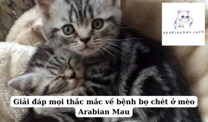 Giải đáp mọi thắc mắc về bệnh bọ chét ở mèo Arabian Mau