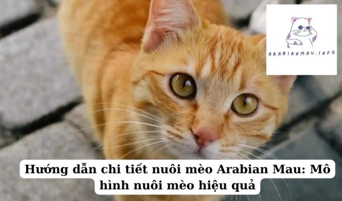 Hướng dẫn chi tiết nuôi mèo Arabian Mau Mô hình nuôi mèo hiệu quả