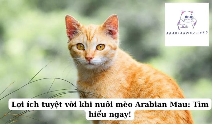 Lợi ích tuyệt vời khi nuôi mèo  Arabian Mau Tìm hiểu ngay!