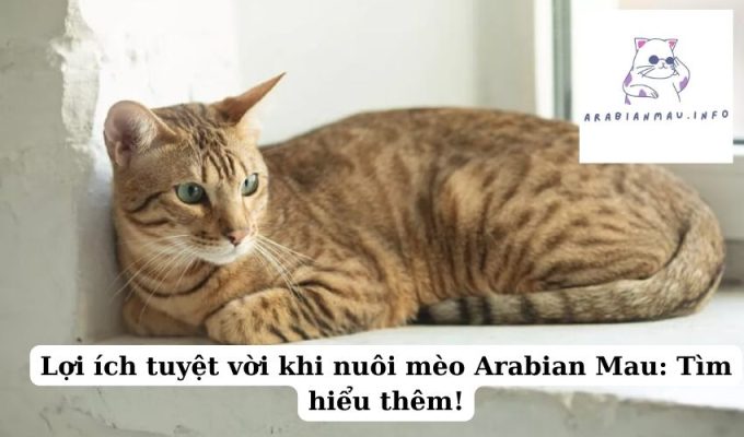 Lợi ích tuyệt vời khi nuôi mèo Arabian Mau Tìm hiểu thêm!