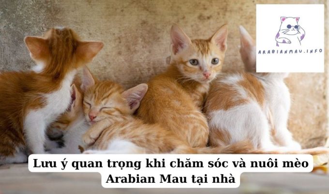 Lưu ý quan trọng khi chăm sóc và nuôi mèo Arabian Mau tại nhà