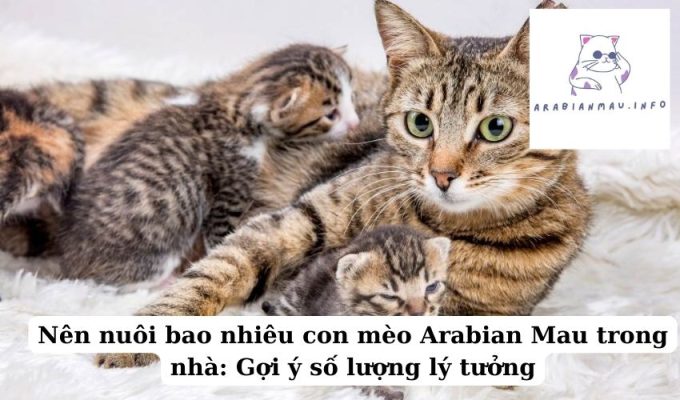 Nên nuôi bao nhiêu con mèo Arabian Mau trong nhà Gợi ý số lượng lý tưởng