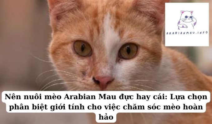 Nên nuôi mèo Arabian Mau đực hay cái Lựa chọn phân biệt giới tính cho việc chăm sóc mèo hoàn hảo