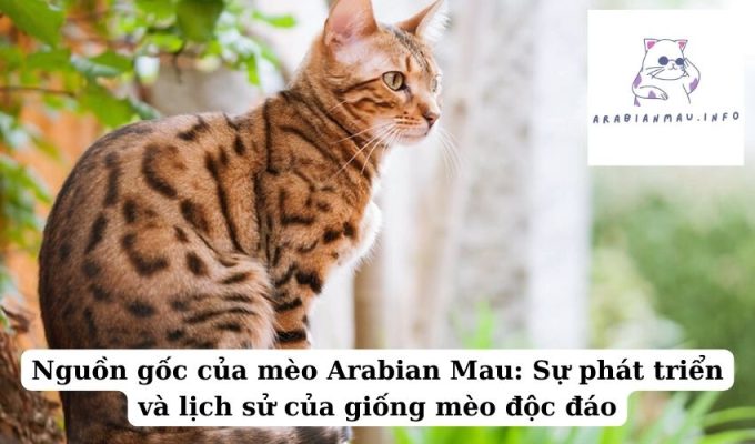 Nguồn gốc của mèo Arabian Mau Sự phát triển và lịch sử của giống mèo độc đáo