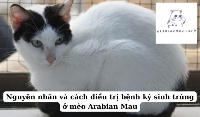 Nguyên nhân và cách điều trị bệnh ký sinh trùng ở mèo Arabian Mau