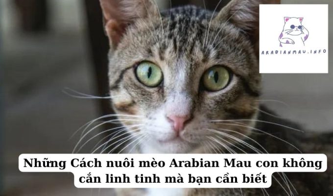 Những Cách nuôi mèo Arabian Mau con không cắn linh tinh mà bạn cần biết