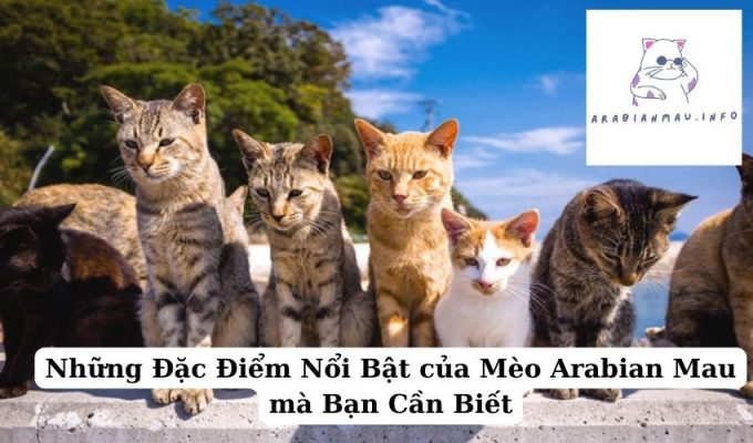 Những Đặc Điểm Nổi Bật của Mèo Arabian Mau mà Bạn Cần Biết