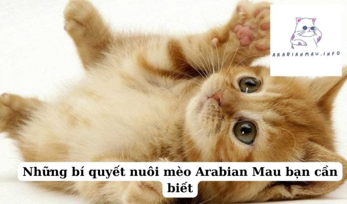 Những bí quyết nuôi mèo Arabian Mau bạn cần biết