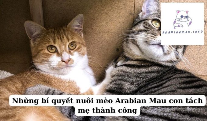 Những bí quyết nuôi mèo Arabian Mau con tách mẹ thành công