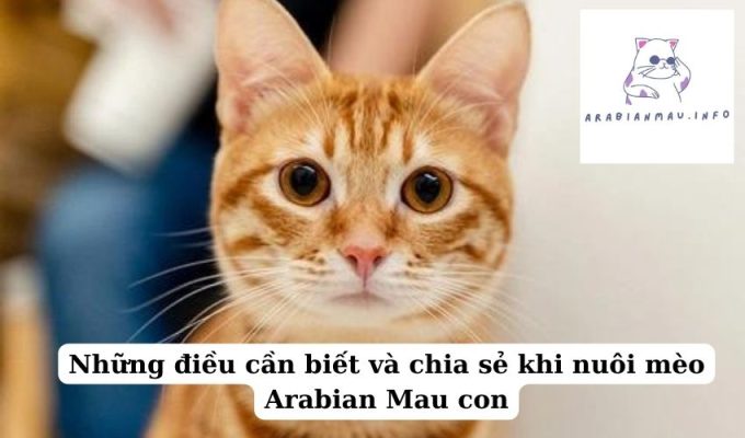 Những điều cần biết và chia sẻ khi nuôi mèo Arabian Mau con