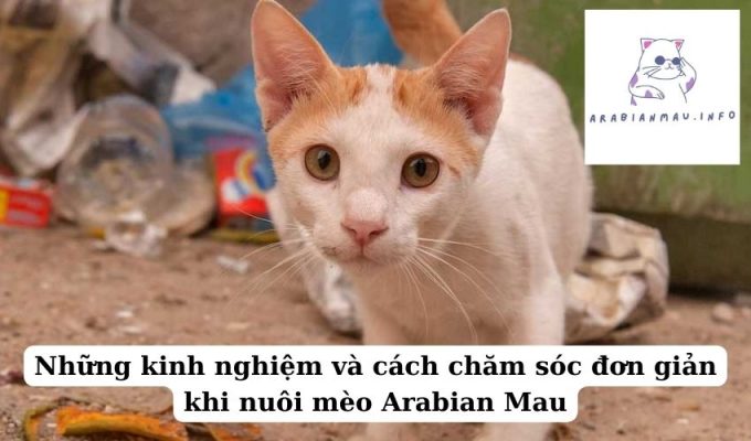 Những kinh nghiệm và cách chăm sóc đơn giản khi nuôi mèo Arabian Mau